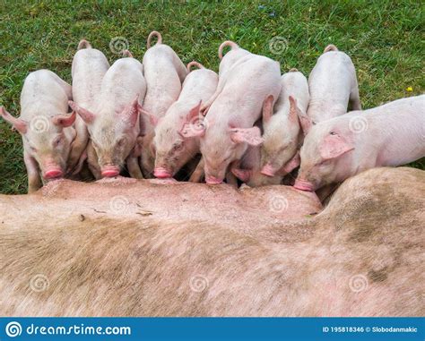 Mother Pig With Her Piglets On A Meadow Eat Farm Agriculture Pork