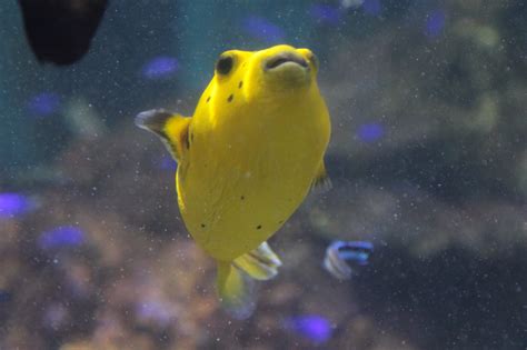 Pufferfish Of Blue Planet Aquarium Blue Planet Aquarium