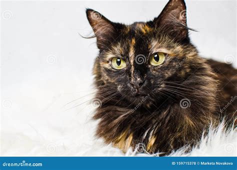 Portrait Of Tortoiseshell Cat Female On Light Background Stock Photo