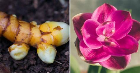 How To Grow Turmeric At Home Cook It