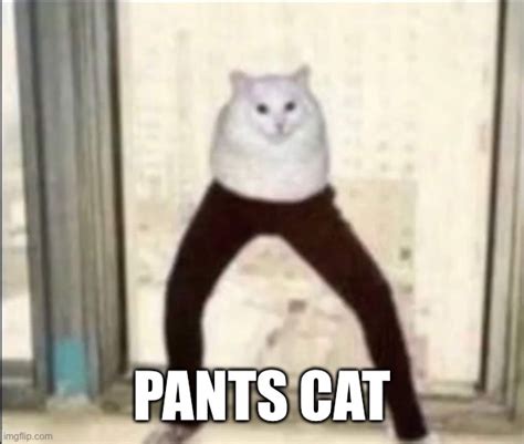 Pants Cat Imgflip