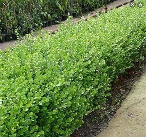 25 Buxus Box Hedging Plants 30 40cm Bushy Evergreen Sempervirens
