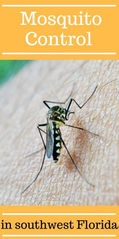 Mosquito Control In Southwest Florida Mom Explores Southwest Florida