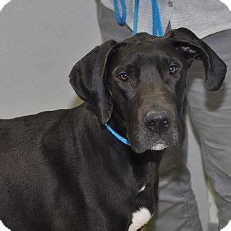 It is our goal to produce high quality great danes & french bulldogs with wonderful temperaments and longevity. Minneapolis, MN - Great Dane Mix. Meet Juliet, a dog for ...