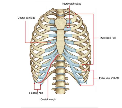 Costal Anatomy Definition Anatomy Book