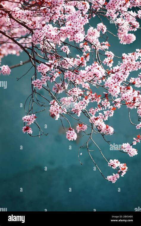 Share 60 Cherry Blossom Japanese Wallpaper Latest In Cdgdbentre