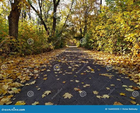 Alley In The Autumn Along The Trees With Fallen Leaves Stock Image