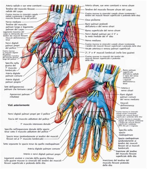 Pin On Muñeca Y Mano Anatomia Articulaciones Y Músculos