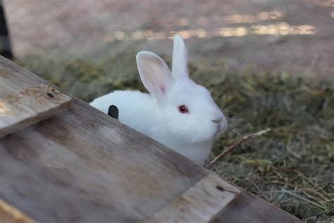 Pet Farm Rabbits And Bunnies For Sale Rabbits For Sale Rabbits For