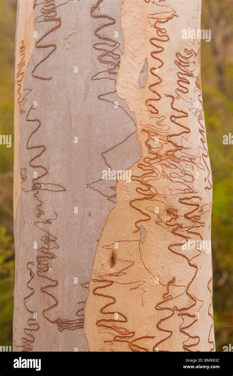 Scribbly Gum Bark Closeup Mt Tempest Track Moreton Island