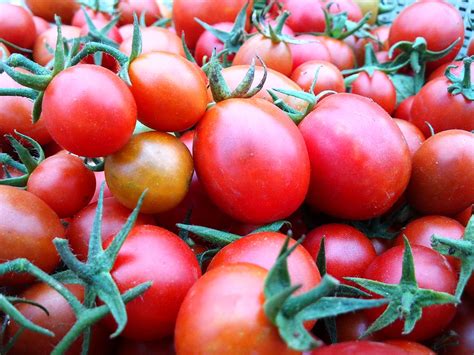 Solanum Lycopersicum Tomato Tomatoes North Carolina Extension