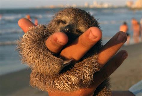 If this sounds familiar to you, then you come to the right place. Why sloths are so slow - Business Insider