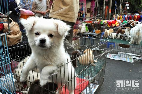 Neighborhood Pet Market Near Me Amazon And Chewy Won The Puppy Boom