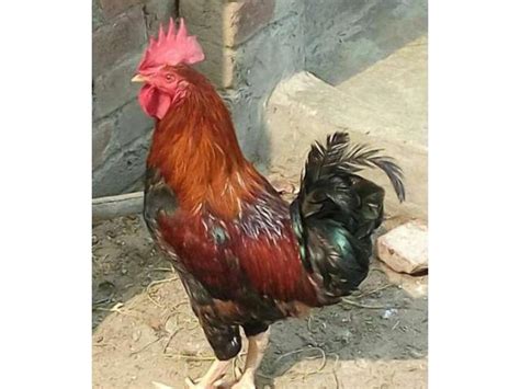 Desi Cock Heavy And Healthy Red Color Available For Sale In Lahore