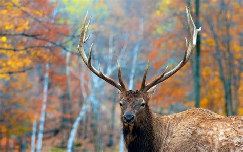 Forest Stag Hd Desktop Wallpaper Widescreen High Definition