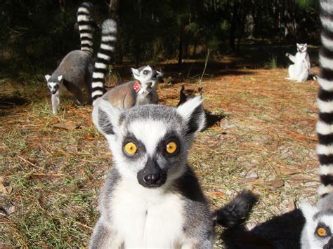 What Are You Looking At Lemurs 10 Funny Guys Who Just Dont Care