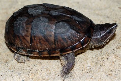 Turtles That Stay Small A List Common Musk Turtle Turtles That Stay