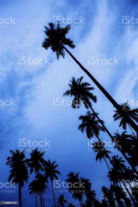Silhouette Palm Tree At Blue Sky Stock Photo Download Image Now
