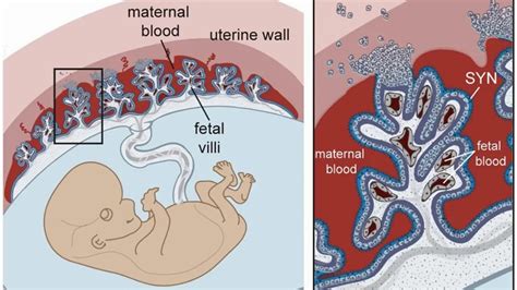 Examples of passive immunity are antibodies received by the fetus from the mother via placenta and antibodies in the colostrum during the initial periods of lactation. Difference Between Active and Passive Immunity - YouTube