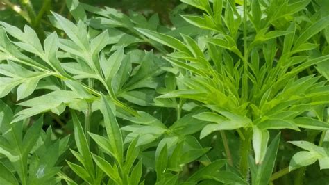 Ulam raja atau nama saintifiknya cosmos caudatus adalah ulam yang sangat berkhasiat dan baik untuk kesihatan. Khasiat Daun Kenikir, Salah Satunya Bisa Melawan Kanker ...