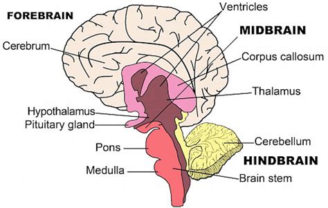 Diagram Of Human Brain Location And Parts Of Brain