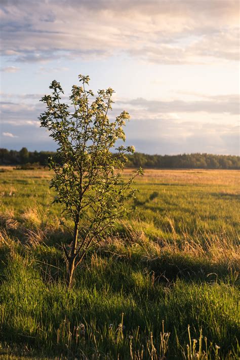 Lone Tree In Field