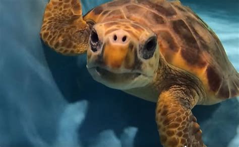 Sea Turtles Busy Nesting On Beaches In Georgia South Carolina Wsoc Tv