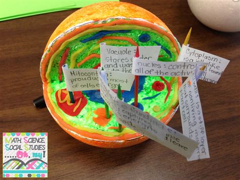 Math Science Social Studiesoh My 3d Cell Projects