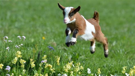 How Can You Tell If Your Goat Is Happy Now We Know Goats And Soda Npr