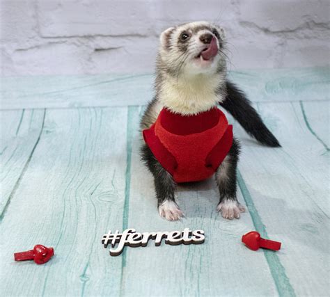 Ferret Clothes Sweater And T Shirt For Ferrets Warm Clothes Etsy