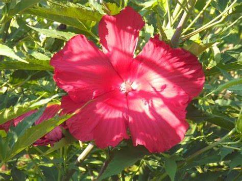 Maybe you would like to learn more about one of these? Pin on garden zone 6 perennials