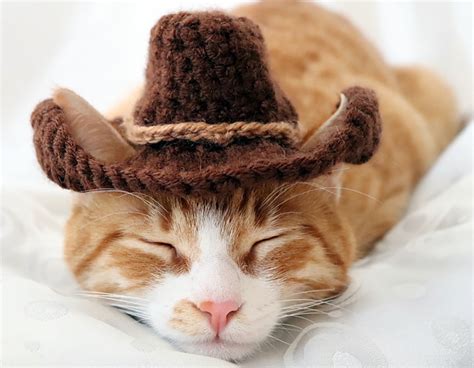 Ravelry Cowboy Hat For Cats Pattern By Rebecca Davis
