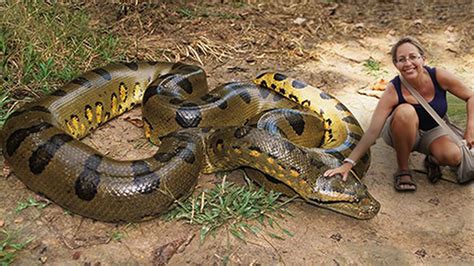 Jaw Dropping Facts About The Biggest Anaconda On Record