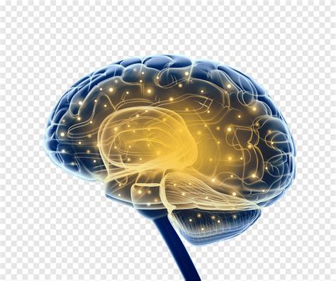 Blue And Yellow Human Brain Illustration Brain Research Neuroscience