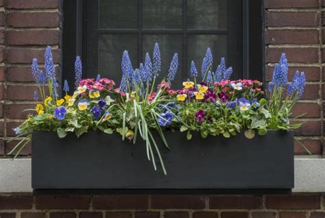 This first full sun window box has two geraniums in it. Best Plants for Window Boxes | The Old Farmer's Almanac