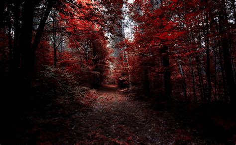 Red Leaf Trees During Daytime Hd Wallpaper Wallpaper Flare