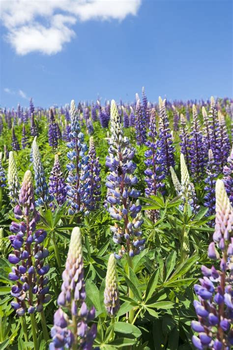 Alpine Lupine Ca 00122 Stock Image Image Of Blooming 172613313