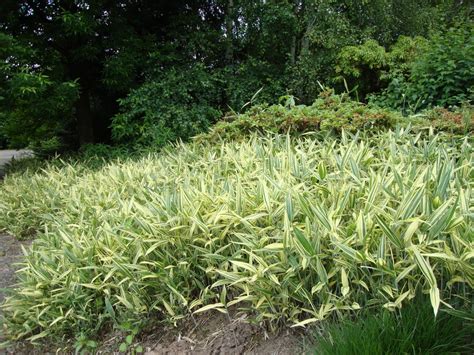 Bamboo also usually likes water and humidity. danger garden: The trouble with over-wintering pond plants…