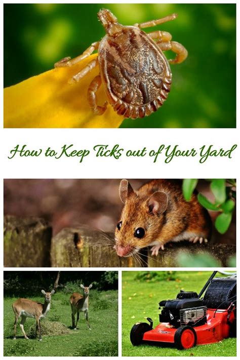 How To Get Rid Of Ticks In The Yard Steps To A Tick Free Garden Get