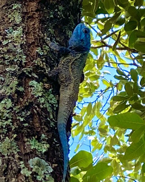 Falks Blue Headed Tree Agama From Mufumbwe Zm On November 19 2020 At