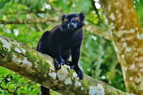 Black Lemur Eulemur Macaco Island Of Madagascar Off The Flickr