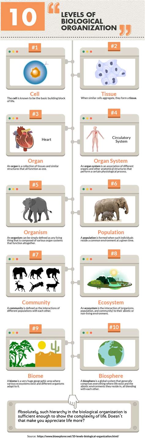 Levels Of Biological Organization 10 Levels Of Organization Bioexplorer