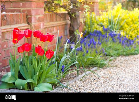 Red Tulip Flowers In Spring Garden Flower Bed Or Border Next To A