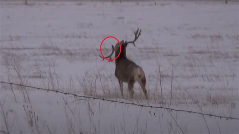 Video See The Moment This Drop Tine Buck Shakes Antlers Off