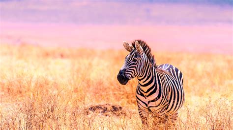 African Savanna Zebra 2019 Animals High Quality Photo Preview