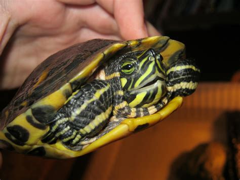 Nw England Male Yellow Belly Slider Reptile Forums Yellow Belly
