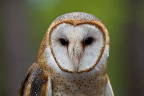 Barn Owls In Texas Barn Owl Box Company