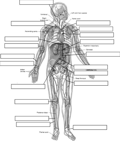 People of all ages benefit from visual learning. Circulatory System Diagram Worksheet | arteries_label.jpg ...
