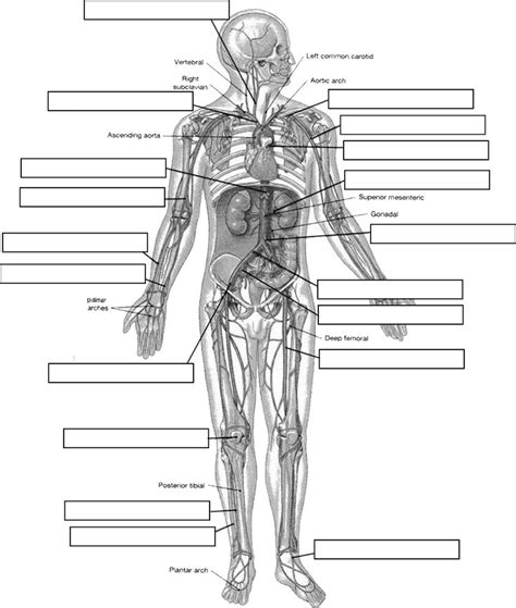Before reading the body parts list, take a look at different human body systems so that it will be easier to understand how the body functions as a regional parts. Circulatory System Labeling | Human anatomy and physiology ...