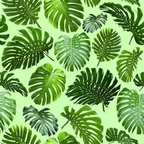 Tropical jungle leaves pattern green texture nature design pattern background summer spring art exotic wallpaper flora plant garden vector illustration leaf decoration fashion california beach modern fabric feminine palm botanical painting artwork seamless textile fashionable tropic print jungle hawaii. Seamless Tropical Jungle Leaves Background Stock Image ...
